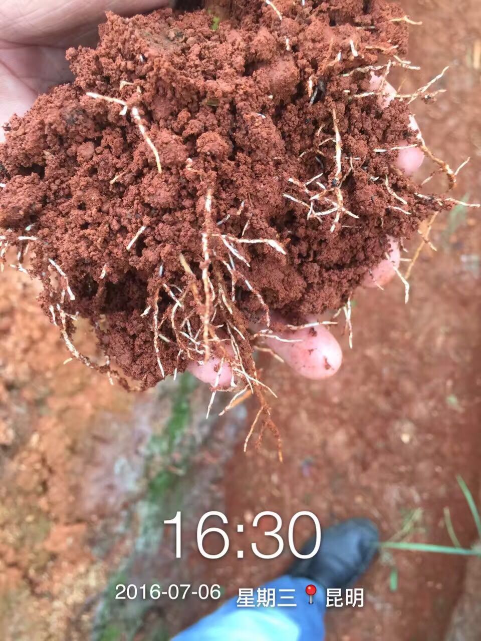 张良花卉专业合作社根结线虫治疗